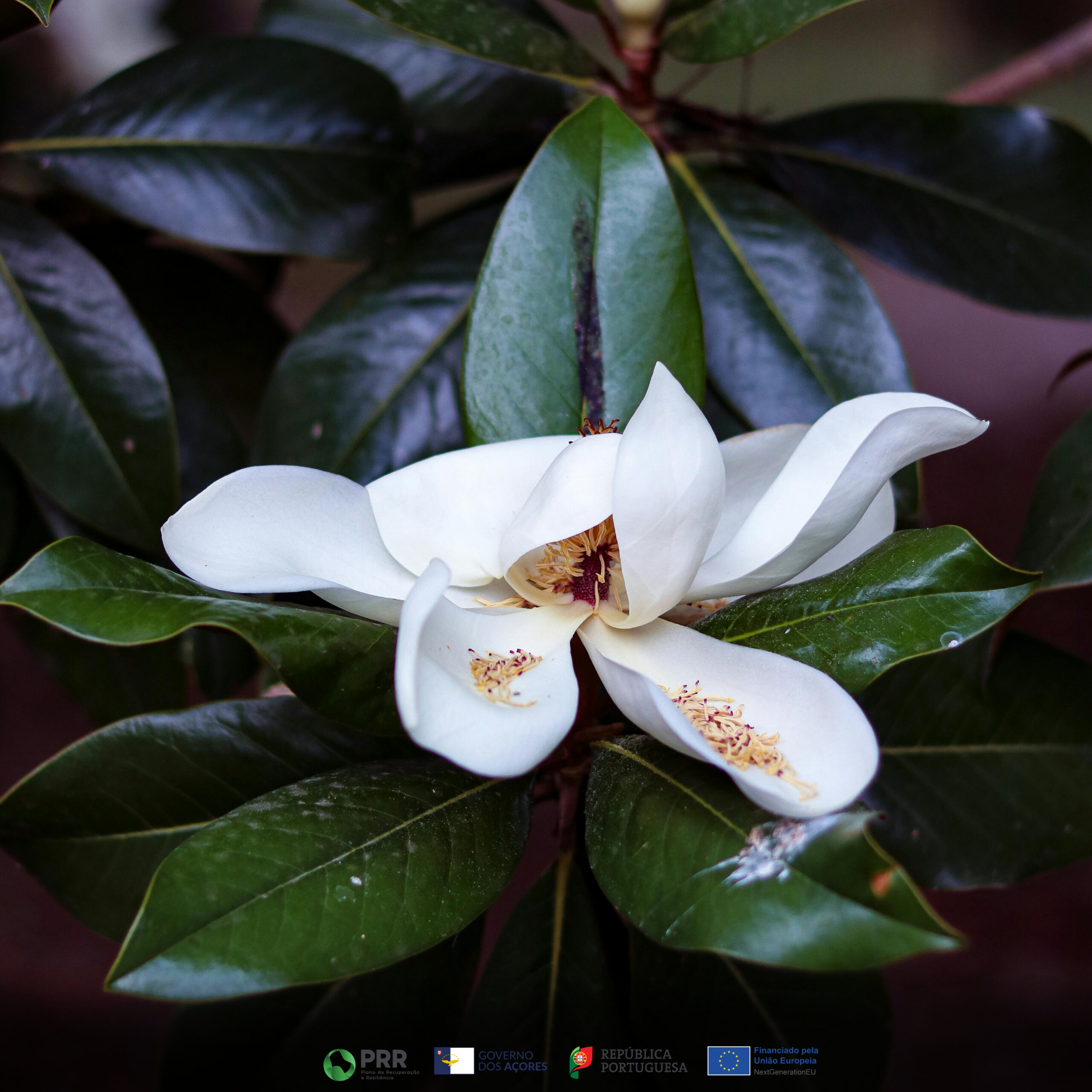 Magnólia Branca - Image 5