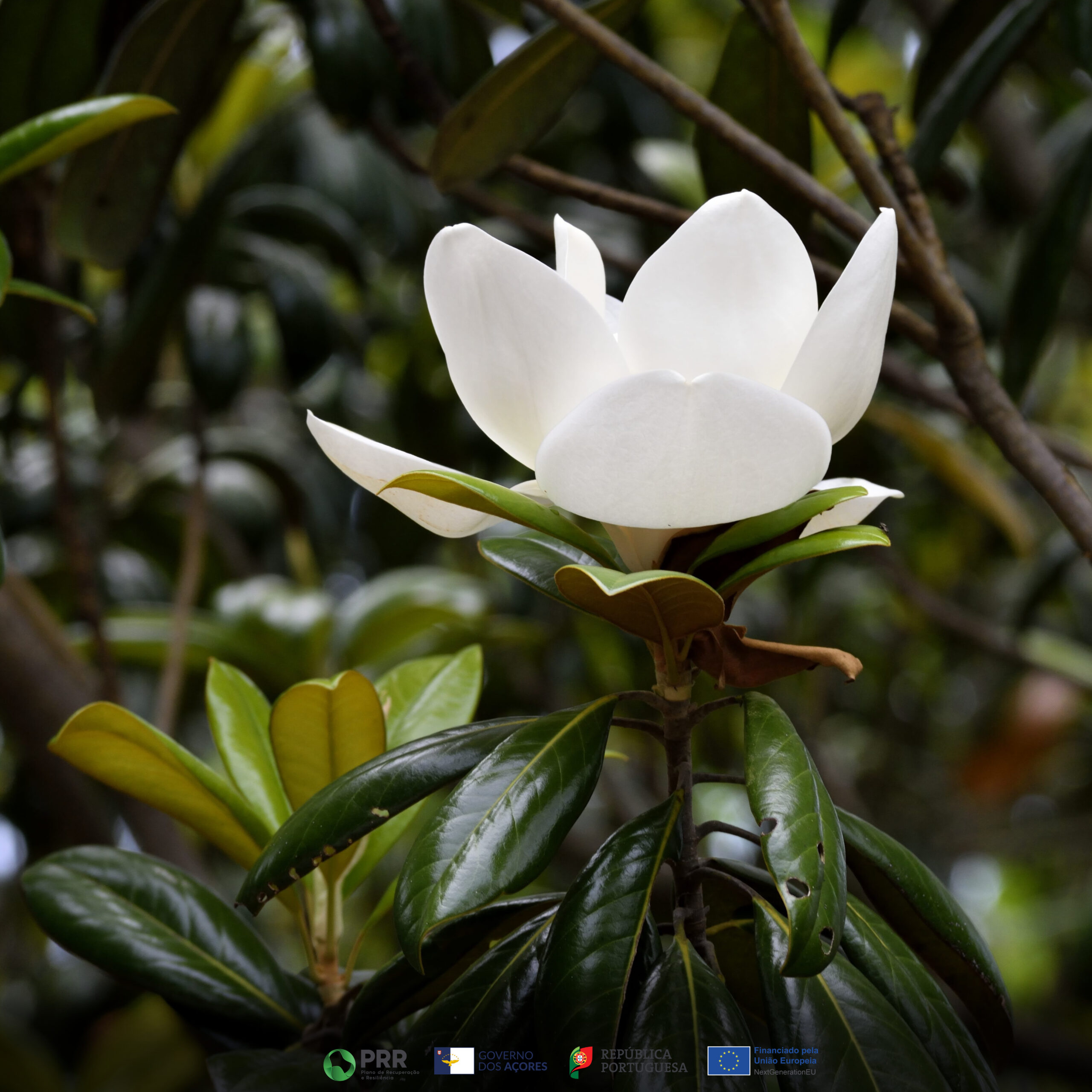 Magnólia Branca - Image 4