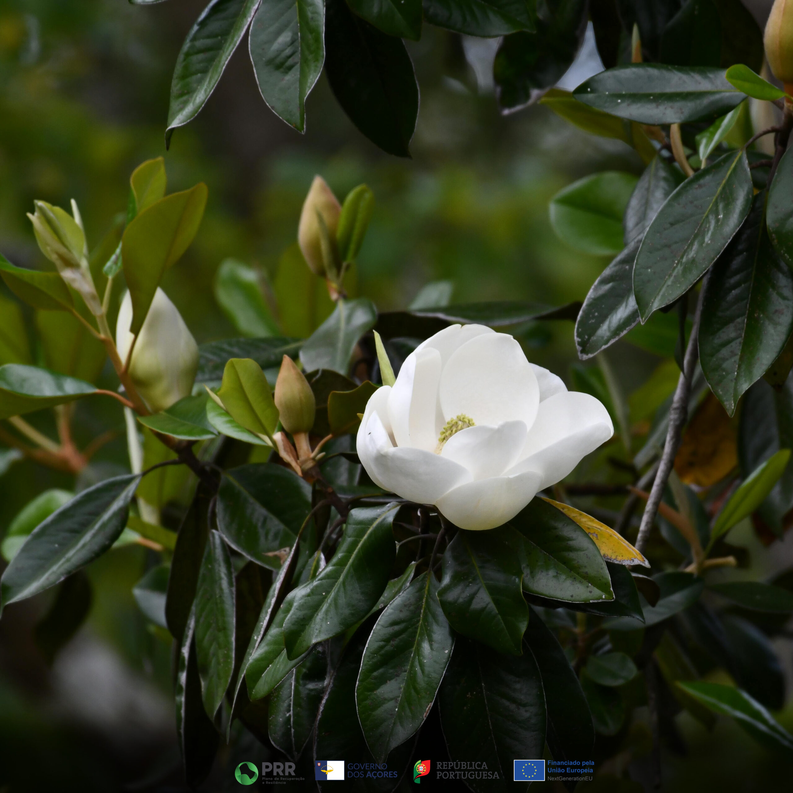 Magnólia Branca - Image 3