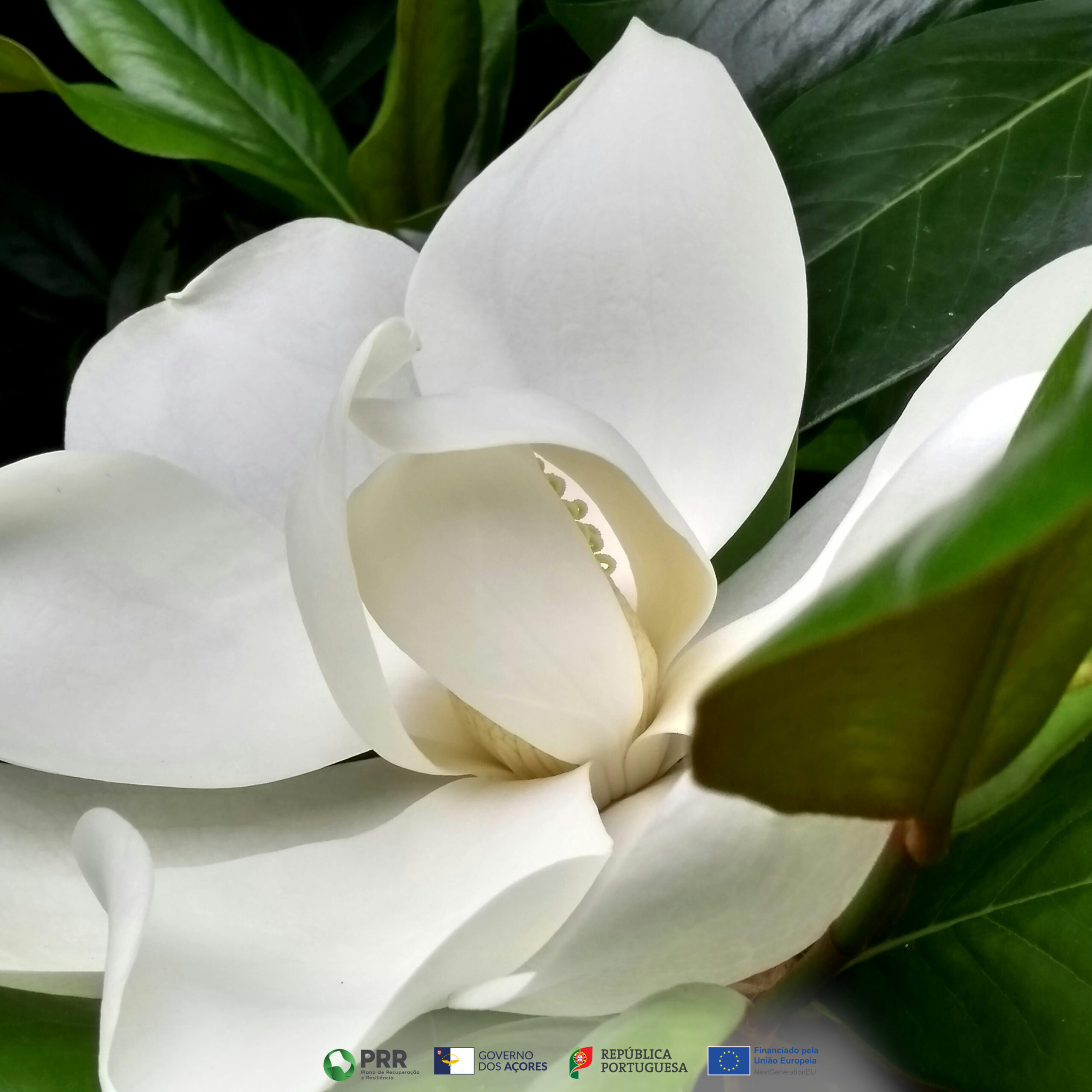 Magnólia Branca - Image 2